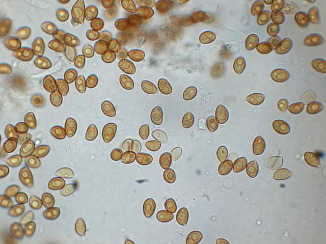 Galerina da determinare n9.
